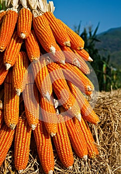 Field Corn for feeding livestock