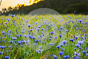 Field with corn flowers and barley in Sassello