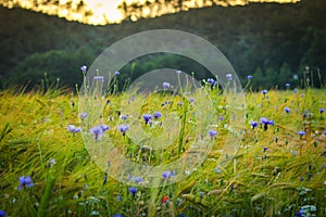 Field with corn flowers and barley in Sassello