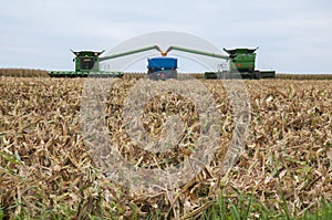 Field corn harvest