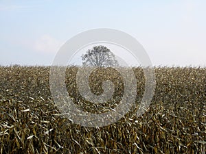 Field of corn after harvest with a clear sky-stock photos