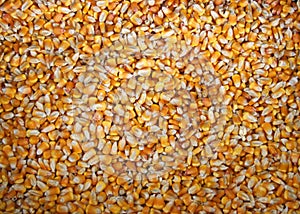Field-corn Kernels Background