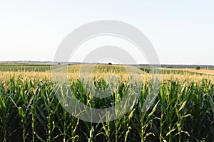 Field of corn photo