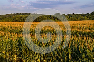 Field of Corn in Midwest