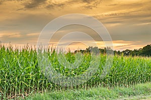 Field of corn near sunset