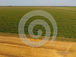 Field of corn and part of the field of sloping wheat. Green corn blooms on the field. Period of growth and ripening of corn cobs.