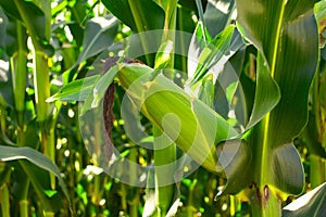 Field of corn in the period of milk grain ripeness. silage litter time