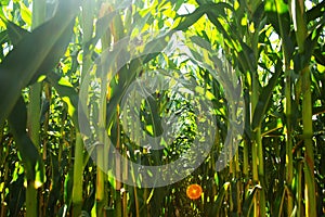 Field of corn in the period of milk grain ripeness. silage litter time