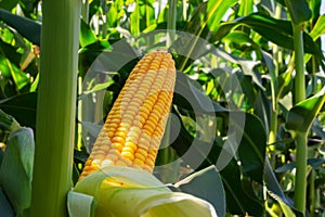 Field of corn in the period of milk grain ripeness. silage litter time