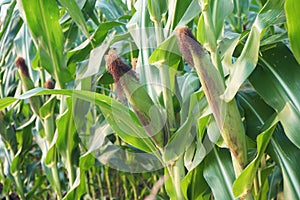 Field corn planting crop in fruiting stage, traditional agriculture concept