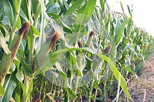 Field corn planting crop in fruiting stage, traditional agriculture concept