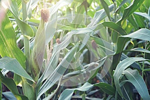Field corn planting crop in fruiting stage, traditional agriculture concept