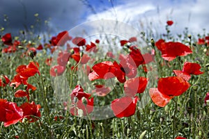 Field of Corn Poppy