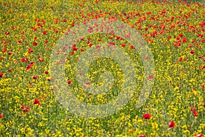 Field of Corn Poppy Flowers Papaver rhoeas in Spring