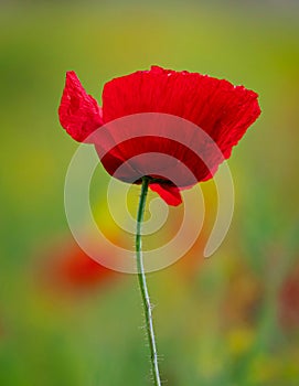 Field of Corn Poppy Flowers Papaver rhoeas in Spring