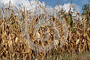 A field of corn ready for donation. Harvest destroyed by drought