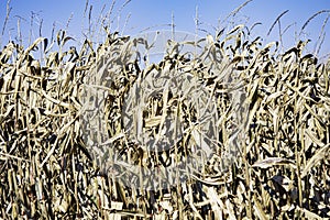 Field corn ready for harvest