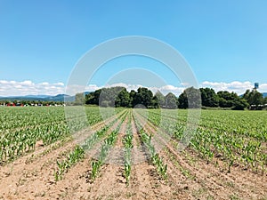 A field of corn is shown with a blue sky in the background