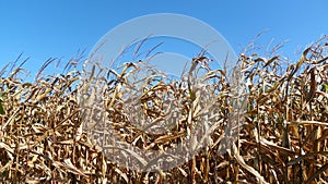 Field of corn stalks dried and ready for harvest