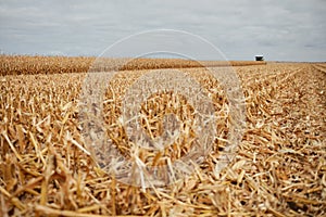 Field of corn stubble after the autumn harvest