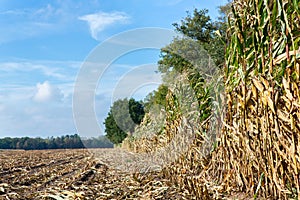 Field with corn stubbles and plants