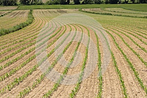 field of corn, Styria, Austria