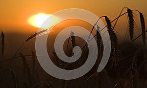 Field of Corn in Sunrise