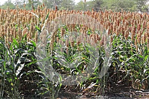 A field with corn. Throwing out the panicle, large green leaves.