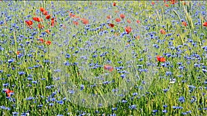 Field with cornflowers and red poppies. Panorama
