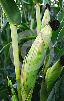 Field of corns in summertime.Outodoor.