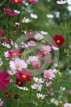 Field of cosmos blooms in late summer