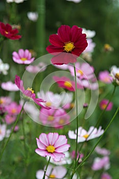 Field of cosmos blooms in late summer