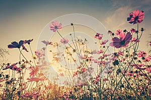 Field cosmos flower and sky sunlight with Vintage filter