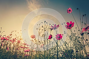 Field cosmos flower and sky sunlight with Vintage filter.