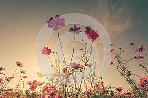 Field cosmos flower and sky sunlight with Vintage filter.