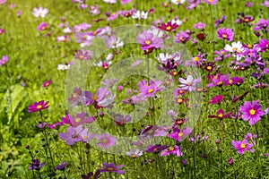 Field of cosmos flower uper mountian