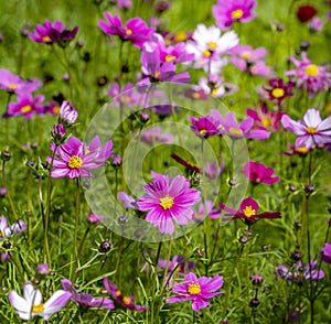 Field of cosmos flower uper mountian