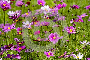 Field of cosmos flower uper mountian