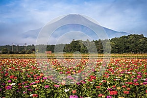 Field of cosmos flowers and Mountain Fuji