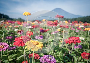 Field of cosmos flowers and Mountain Fuji