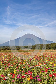 Field of cosmos flowers and Mountain Fuji in summer