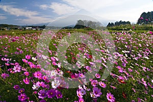 Field of Cosmos IV