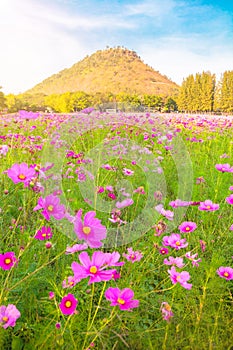 A field of cosmos with Mountain in the background