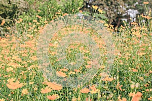 Field of Cosmos sulphureus with buds and green leaves orange summer