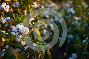 Field of cotton