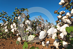 Field of Cotton