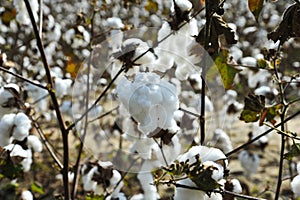 Field of Cotton