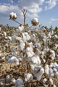 Field of Cotton Ready for Harvesting, Turkey / Izmir / Foca