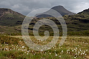 Field of cottongrass, Scotland