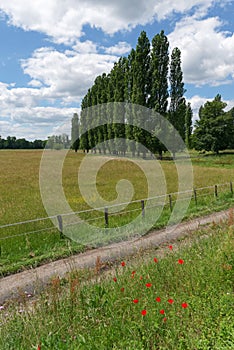 Country road in the french Gatinais regional nature park photo